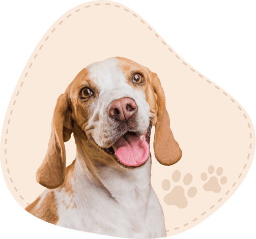 About Us - Our Pet Care Journey