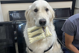 Instagram post showcasing pet care