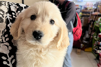 Instagram post showcasing pet care